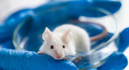 Preventing hereditary deafness